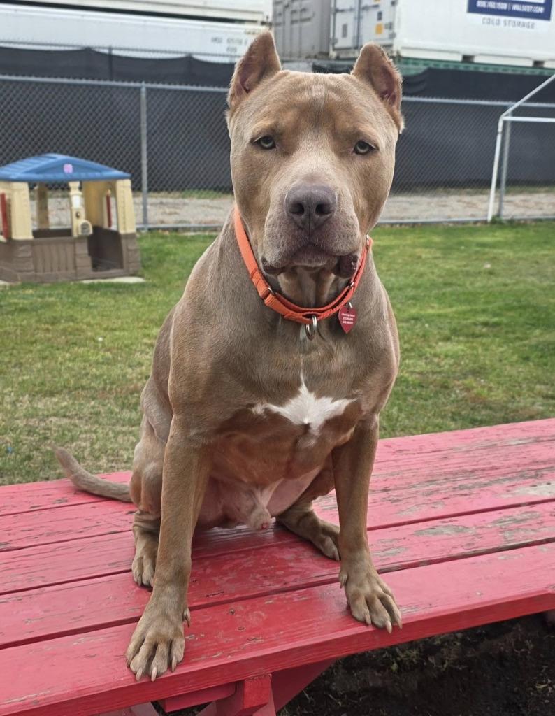 Enlarge Santiago, a Adoptable mixed breed in Warren, MI image 3/6