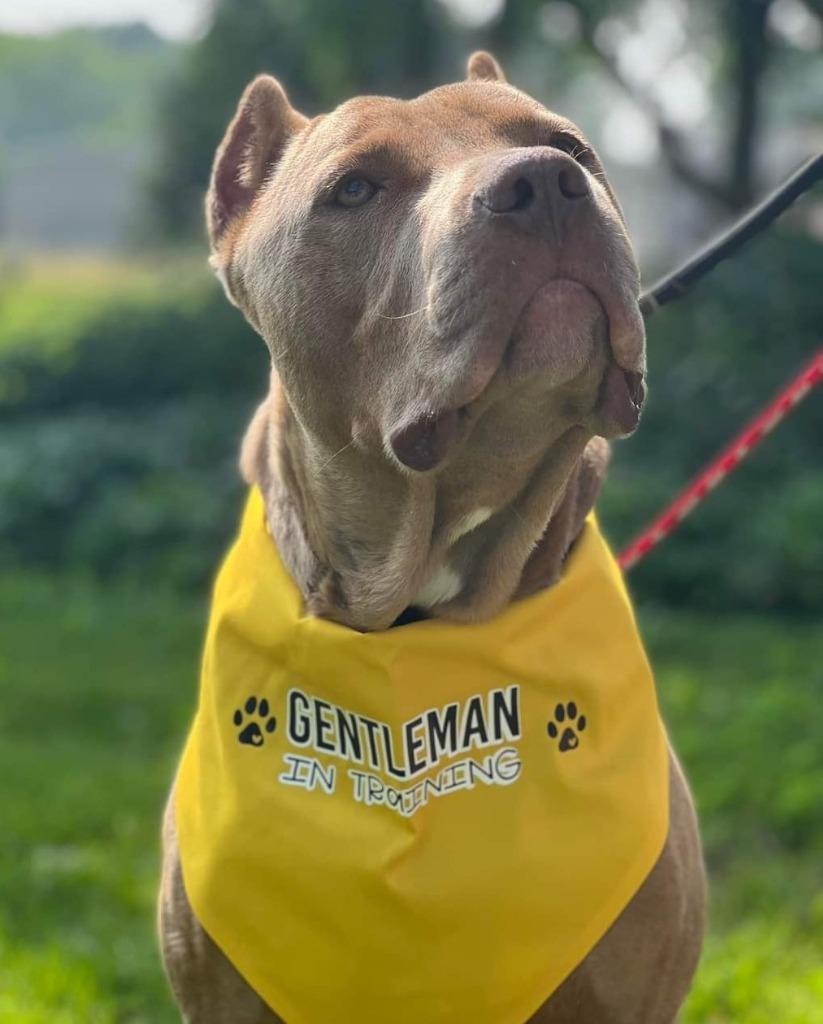 Enlarge Santiago, a Adoptable mixed breed in Warren, MI image 5/6