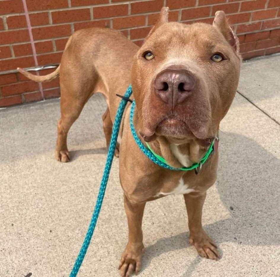 Enlarge Santiago, a Adoptable mixed breed in Warren, MI image 6/6