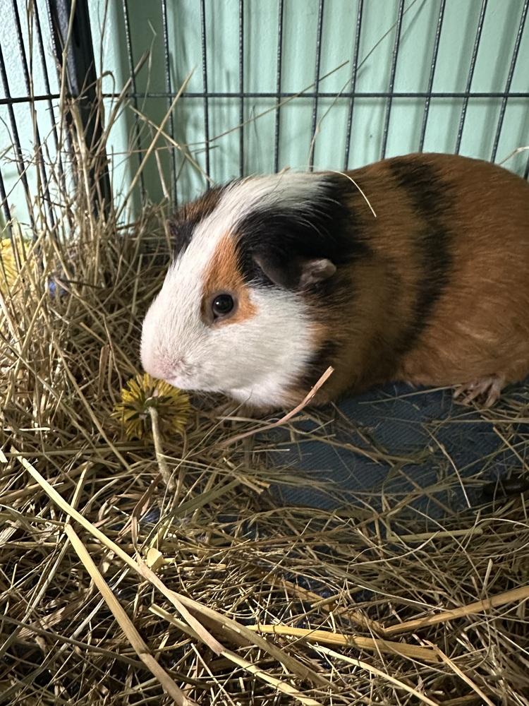Rowen, Adoptable, Adult Male Guinea Pig.