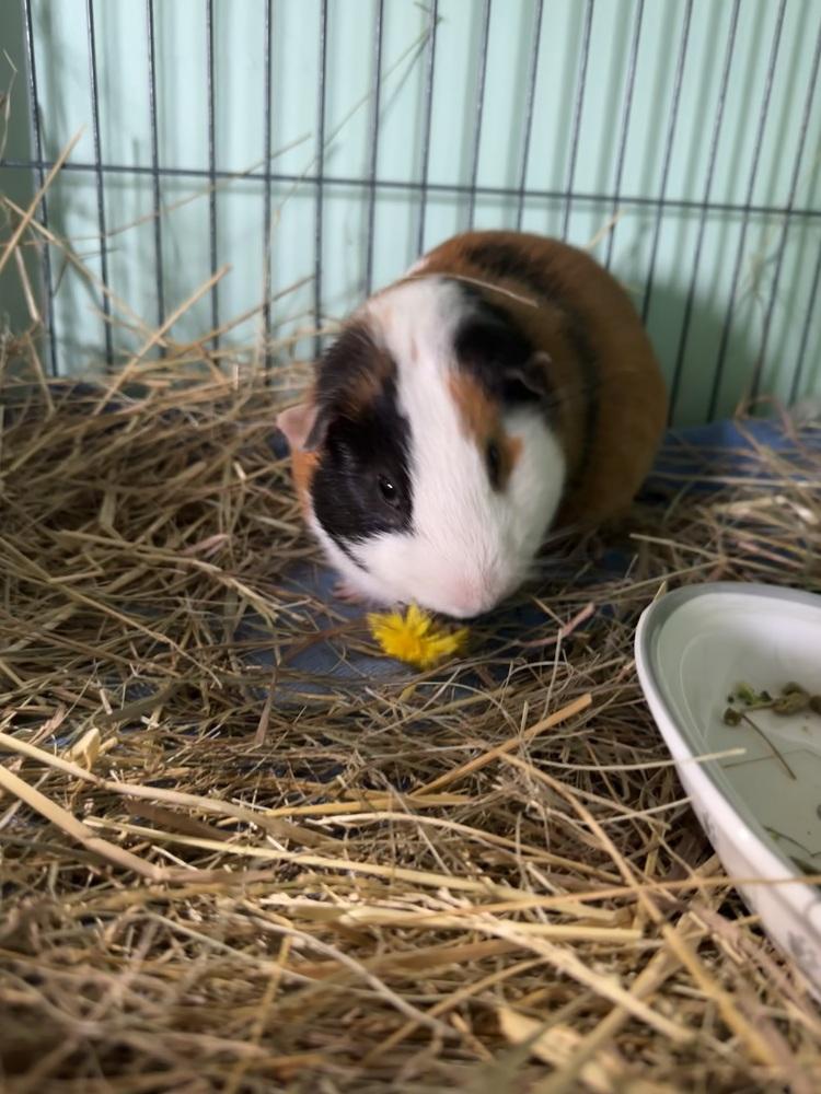 Enlarge Rowen, a Adoptable Guinea Pig in Germantown, OH image 2/5