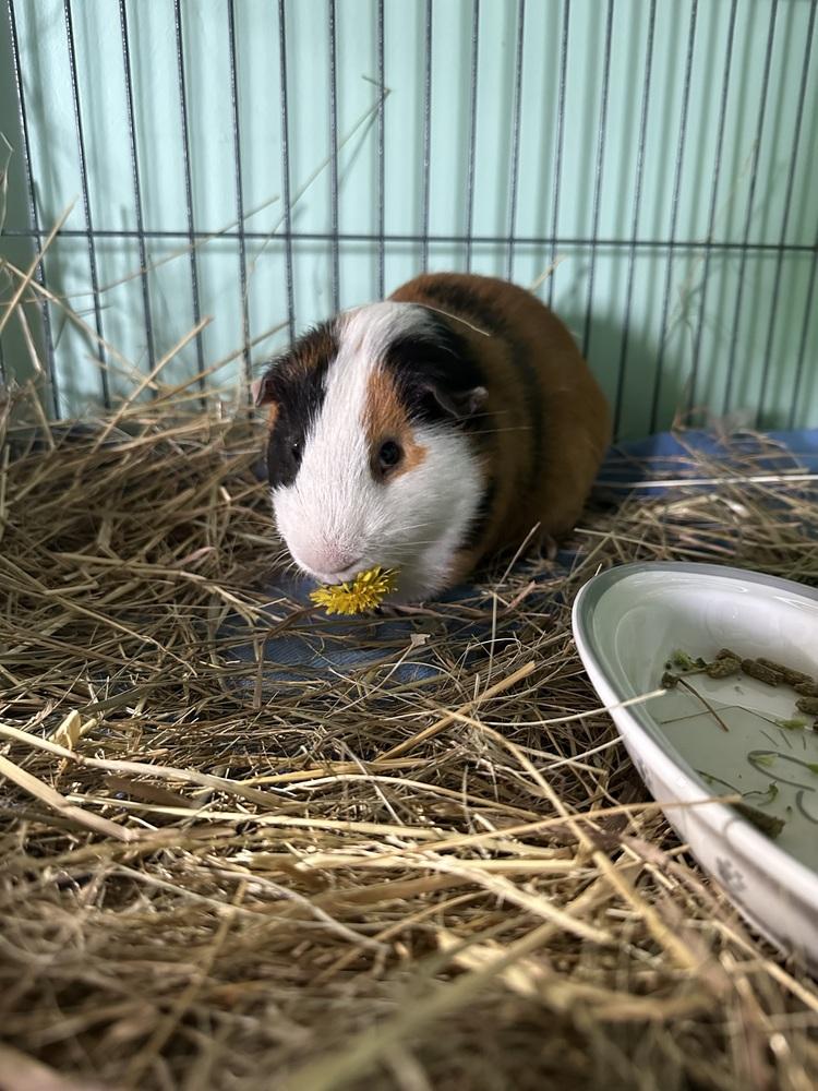 Enlarge Rowen, a Adoptable Guinea Pig in Germantown, OH image 3/5