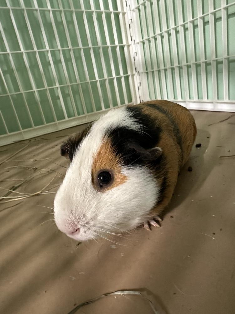 Enlarge Rowen, a Adoptable Guinea Pig in Germantown, OH image 4/5