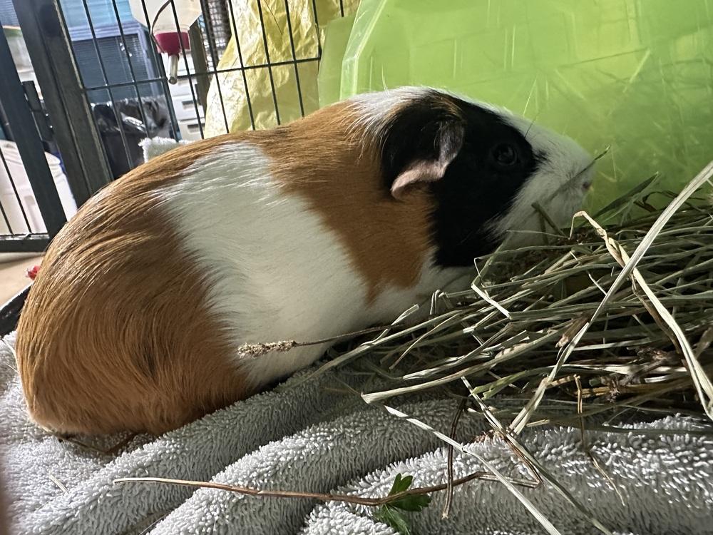 Enlarge Rowen, a Adoptable Guinea Pig in Germantown, OH image 5/5