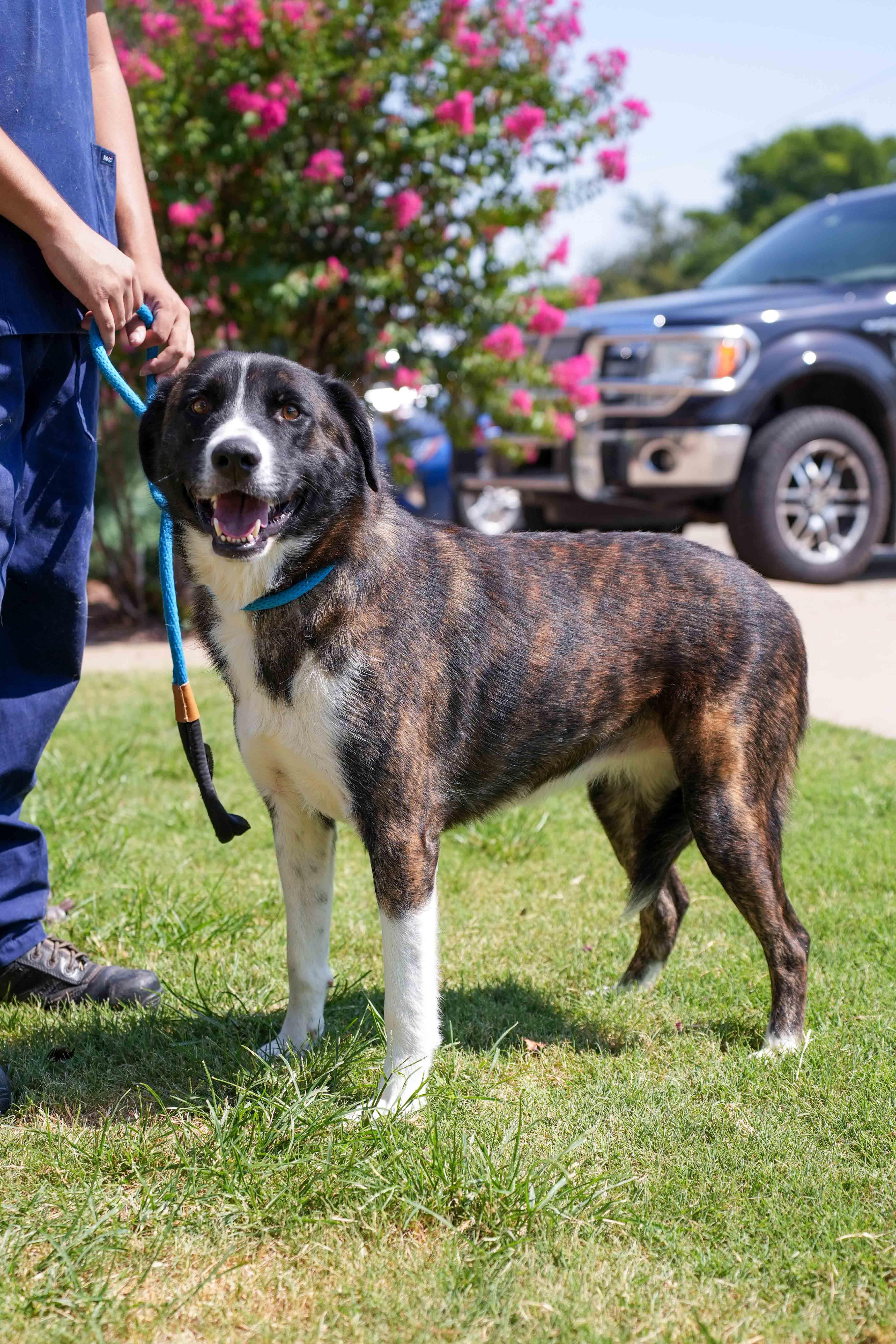 Emma, an adopted mixed breed in Stillwater, OK image 1/3