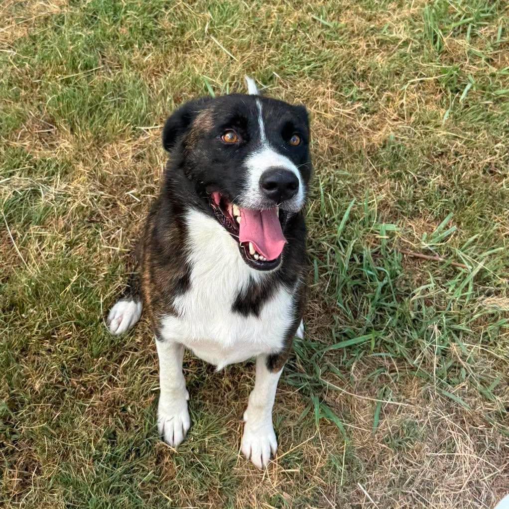 Emma, an adopted mixed breed in Stillwater, OK image 3/3