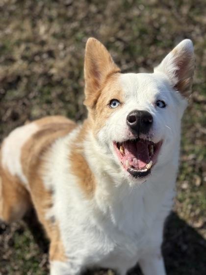 Bert, Adoptable, Adult Male Australian Shepherd & Mixed Breed.