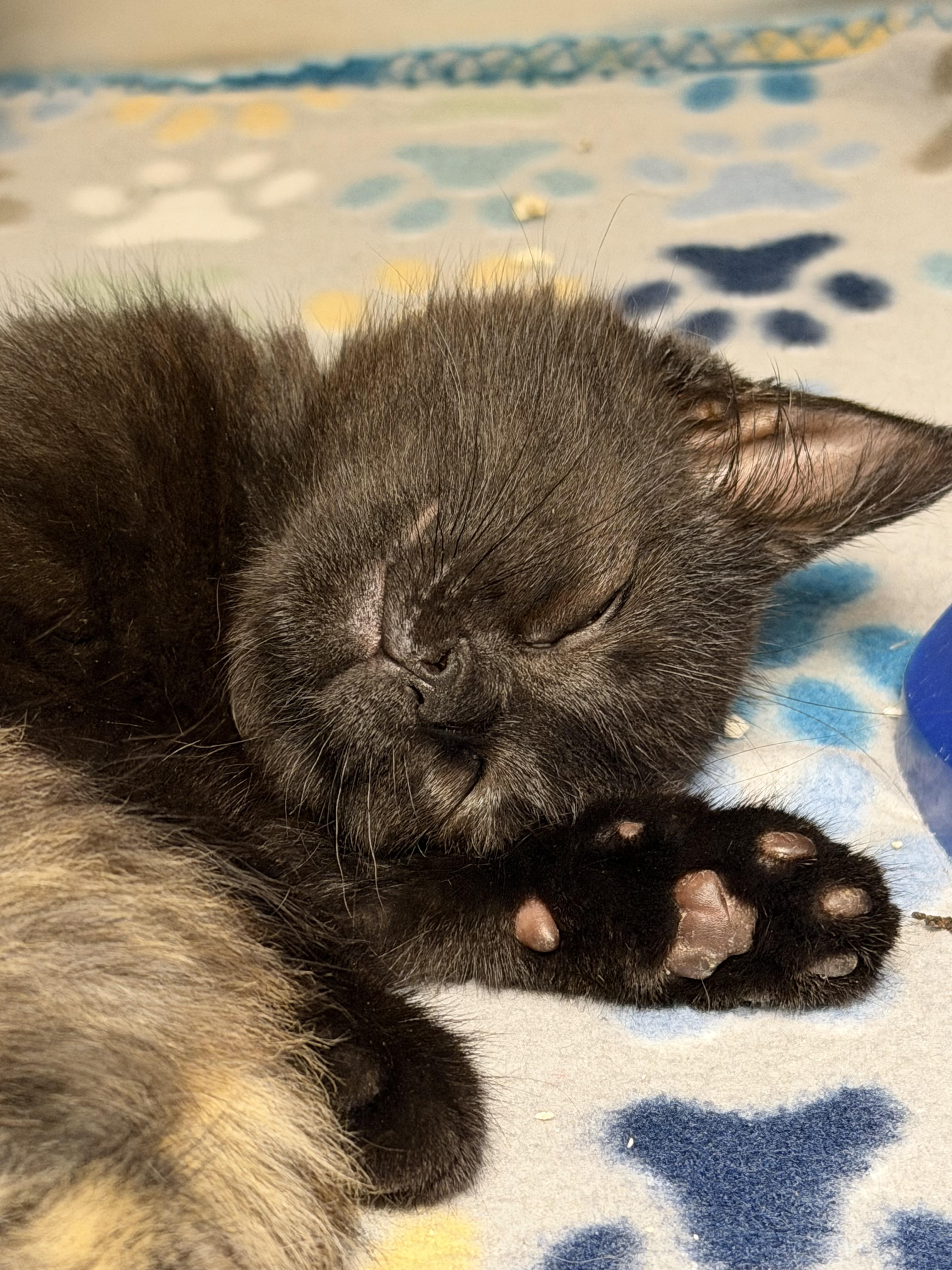 Raven & Sparrow (bonded siblings), ADOPTABLE, Kitten Female Domestic Short Hair & American Shorthair.