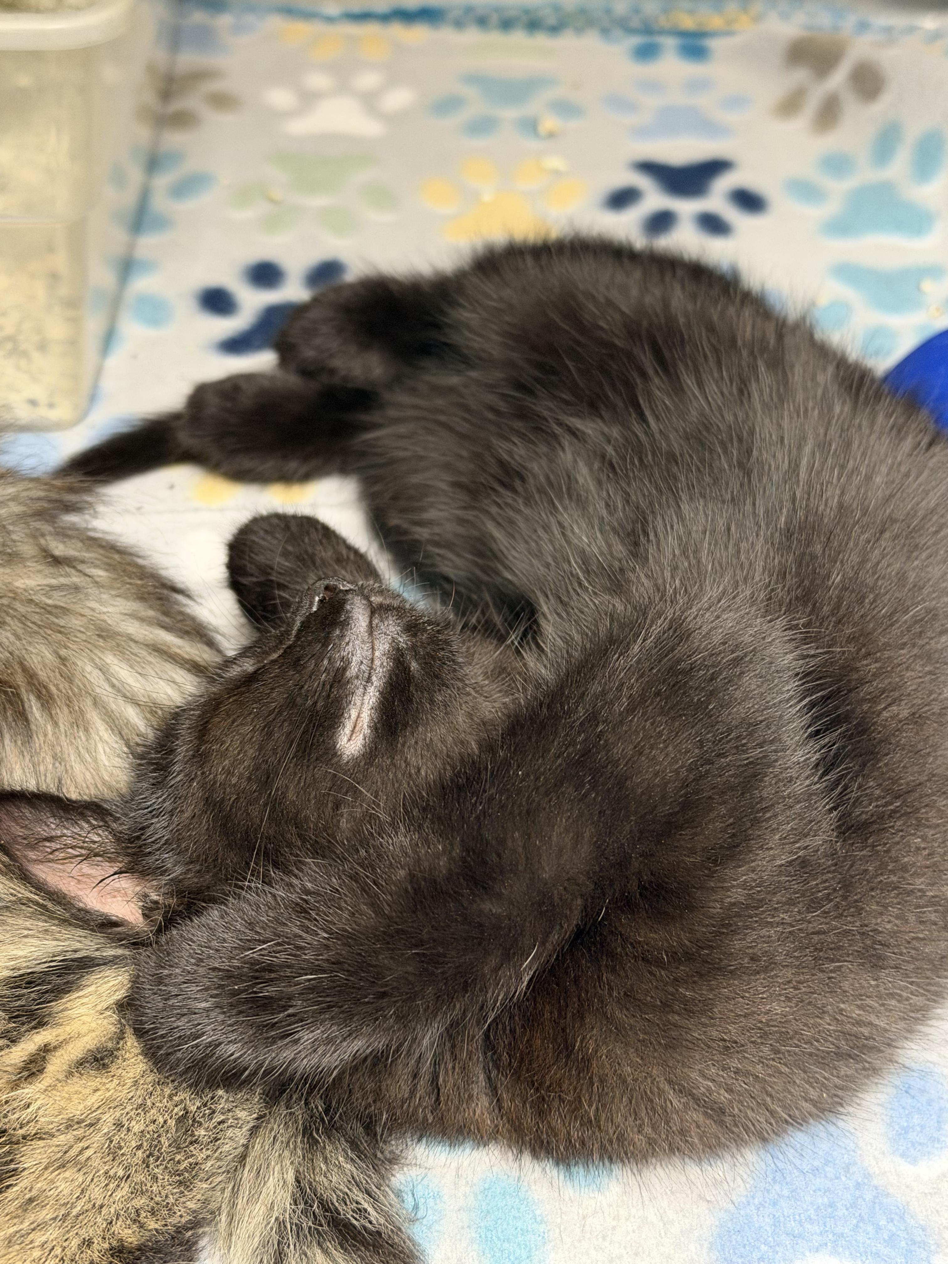 Enlarge Raven & Sparrow (bonded siblings), a ADOPTABLE mixed breed in Brownsville, PA image 2/3
