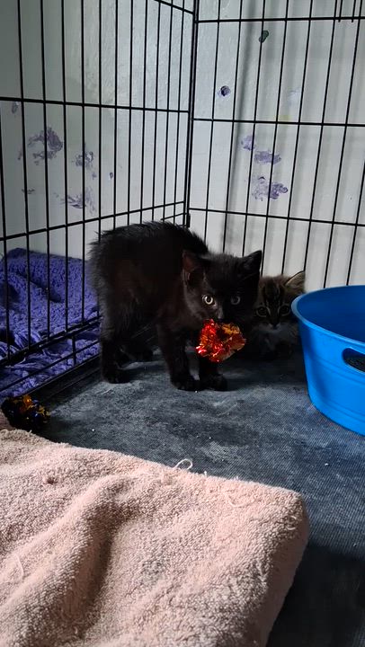 Enlarge Raven & Sparrow (bonded siblings), a ADOPTABLE mixed breed in Brownsville, PA video 3/3