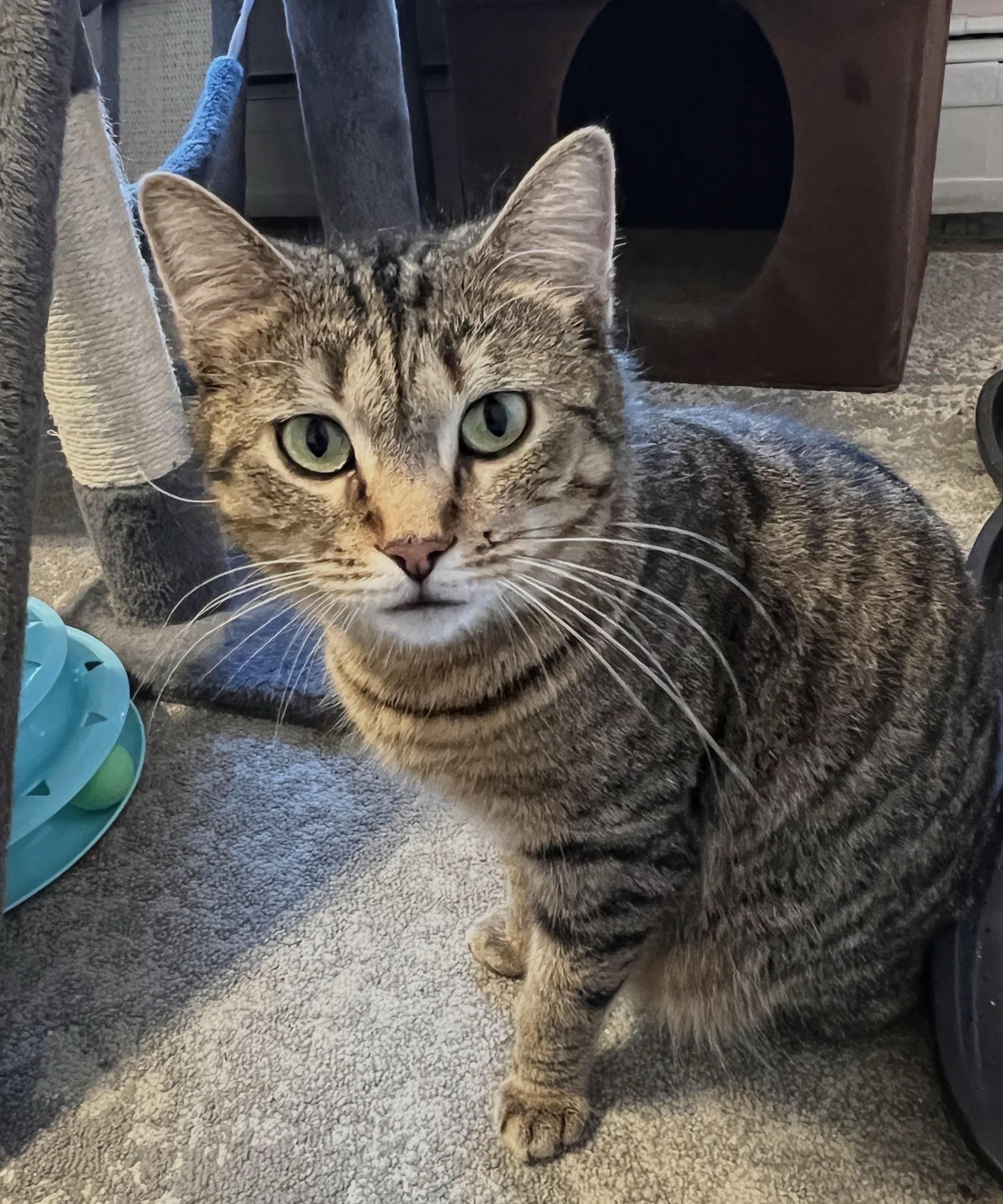 Enlarge Harper, a ADOPTABLE mixed breed in Allentown, NJ image 4/4