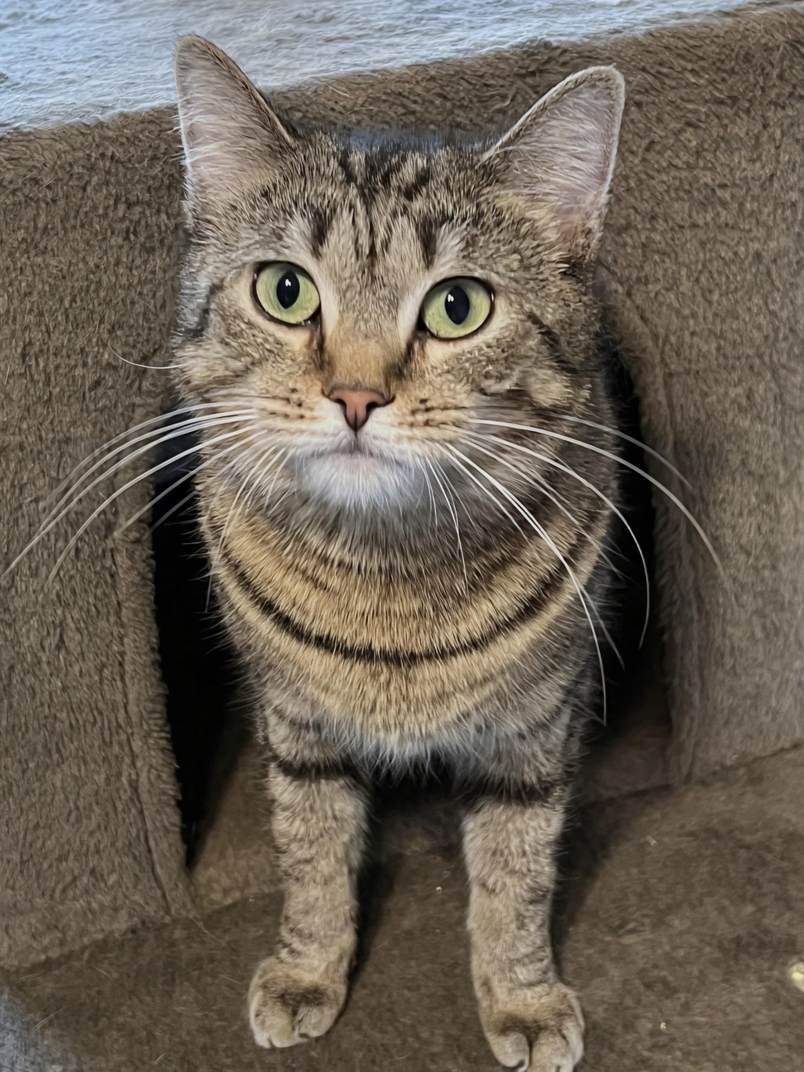 Enlarge Harper, a ADOPTABLE mixed breed in Allentown, NJ image 3/4