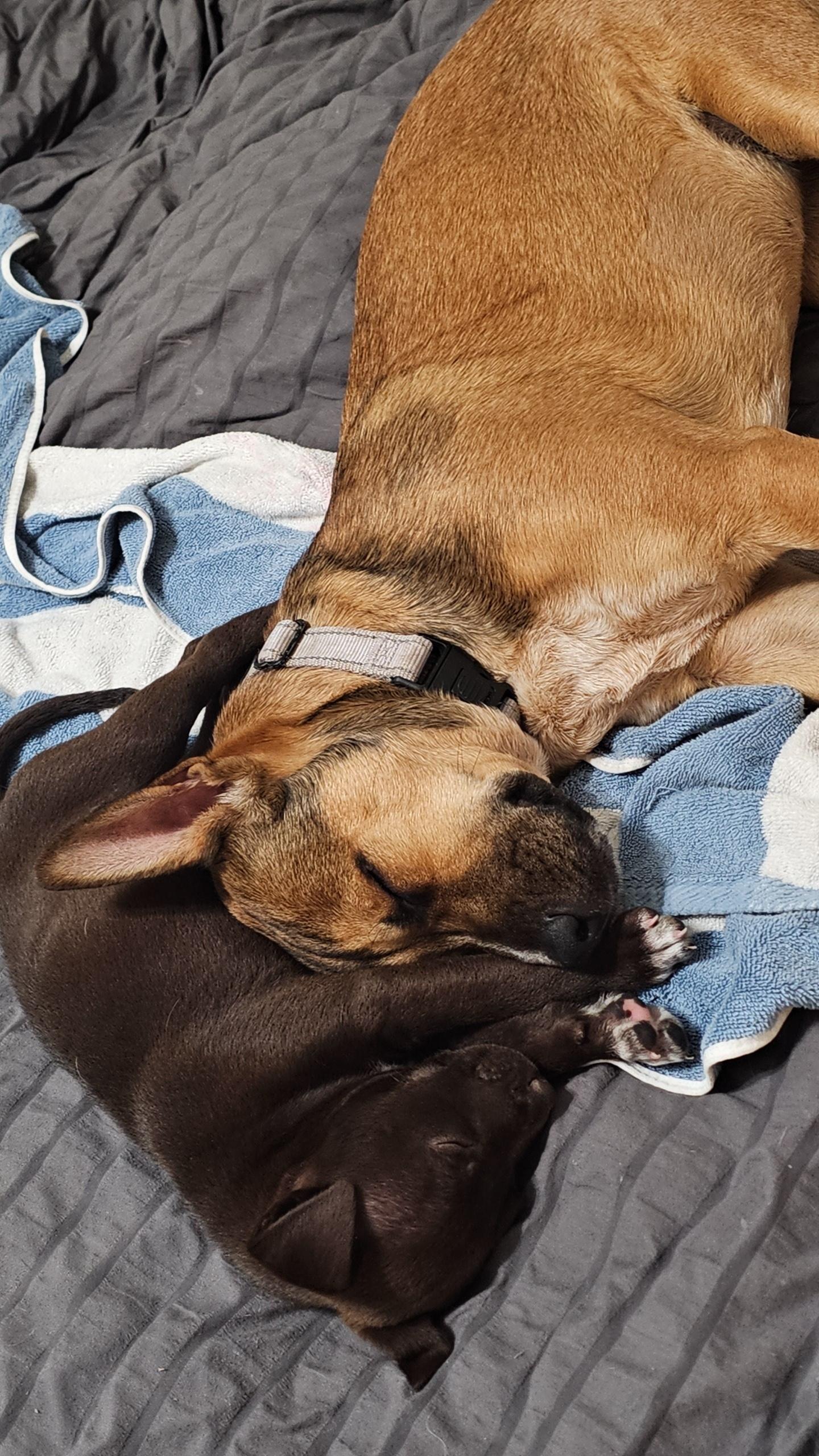 Enlarge Roxy , a Adoptable mixed breed in Catonsville, MD image 5/6