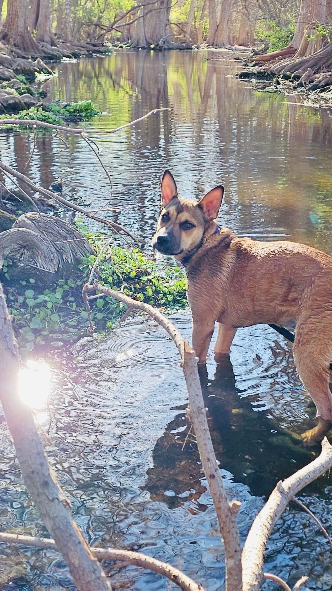 Enlarge Roxy , a Adoptable mixed breed in Catonsville, MD image 2/6