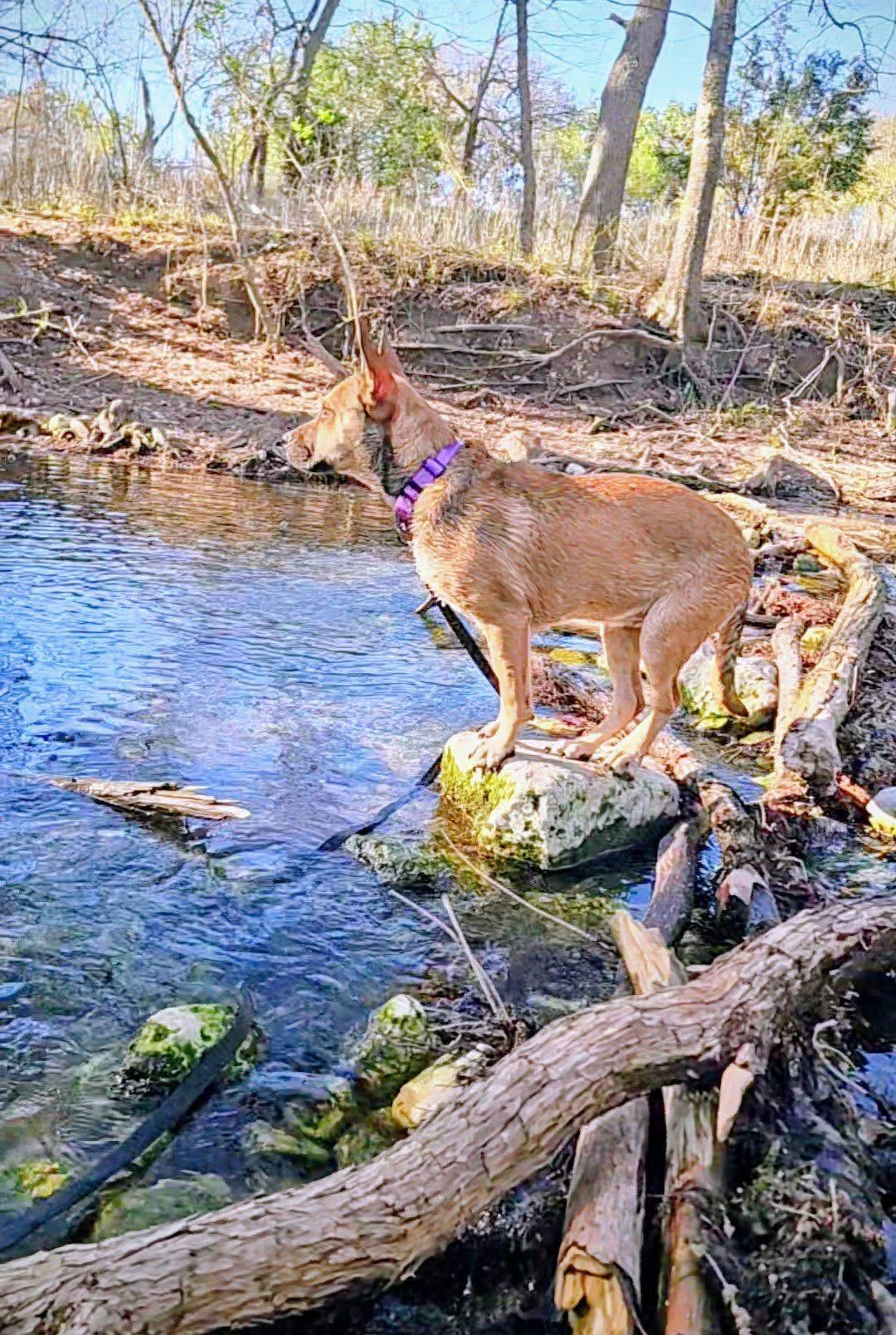 Enlarge Roxy , a Adoptable mixed breed in Catonsville, MD image 4/6