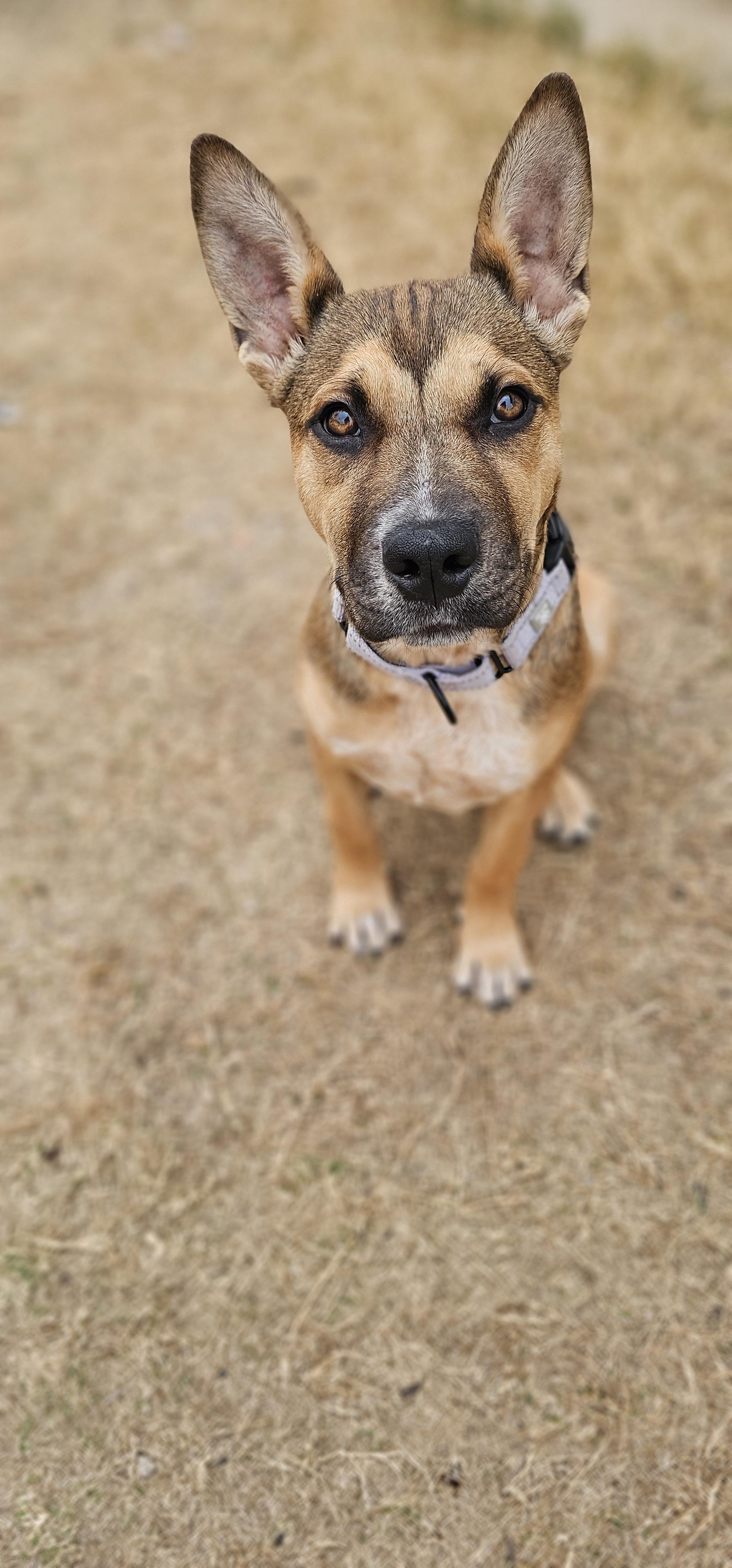 Enlarge Roxy , a Adoptable mixed breed in Catonsville, MD image 6/6