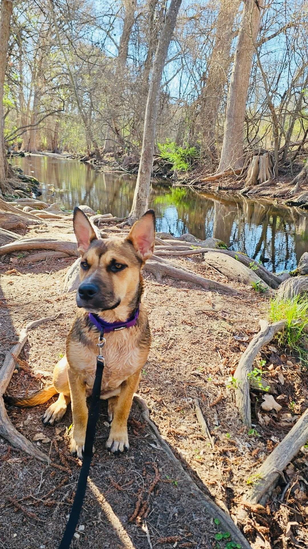 Enlarge Roxy , a Adoptable mixed breed in Catonsville, MD image 3/6