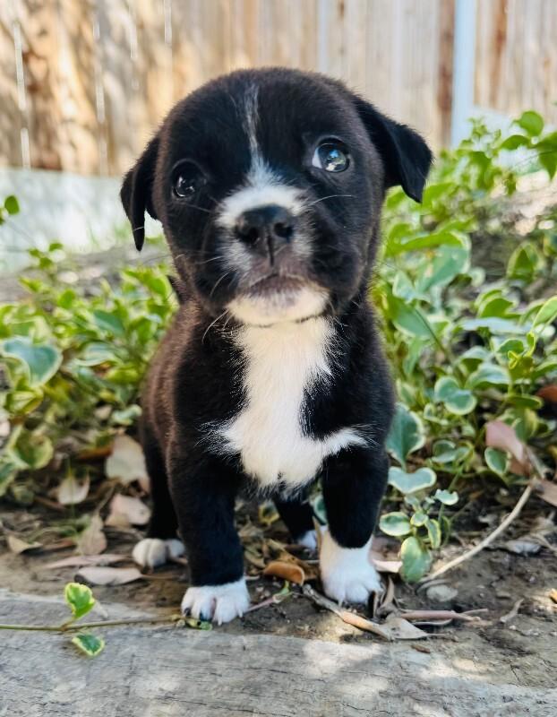 Ladybug, Adoptable, Young Female Chihuahua & Mixed Breed.