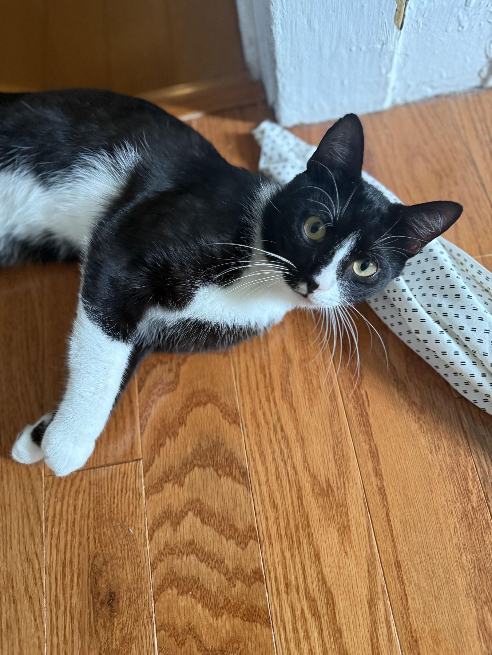 Tally, a Adoptable Domestic Short Hair in Tampa, FL image 1/3