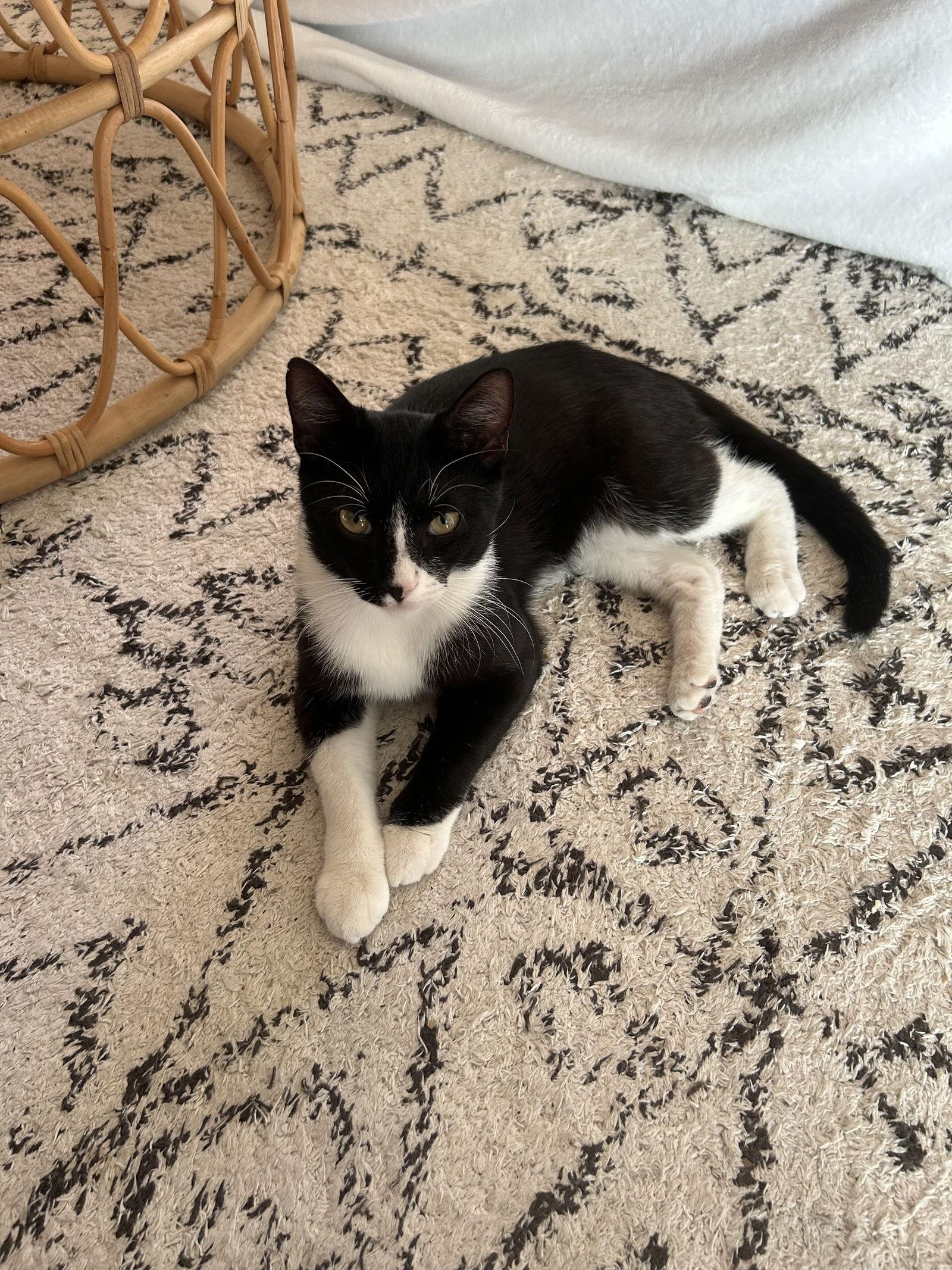 Tally, a Adoptable Domestic Short Hair in Tampa, FL image 2/3