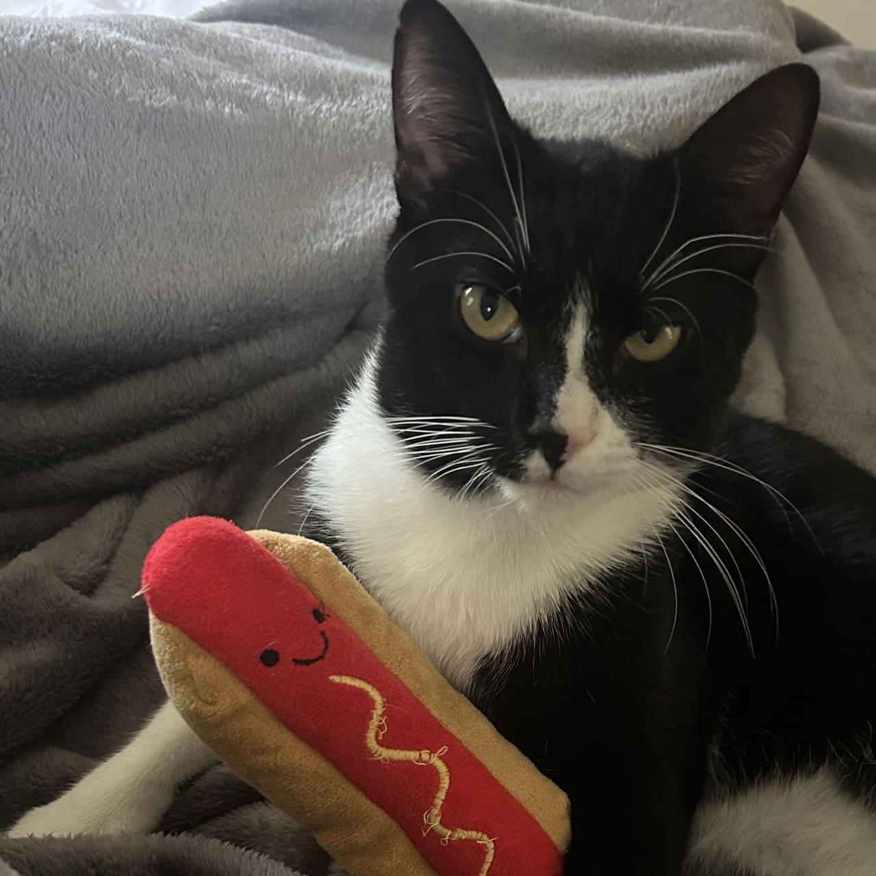 Tally, a Adoptable Domestic Short Hair in Tampa, FL image 3/3