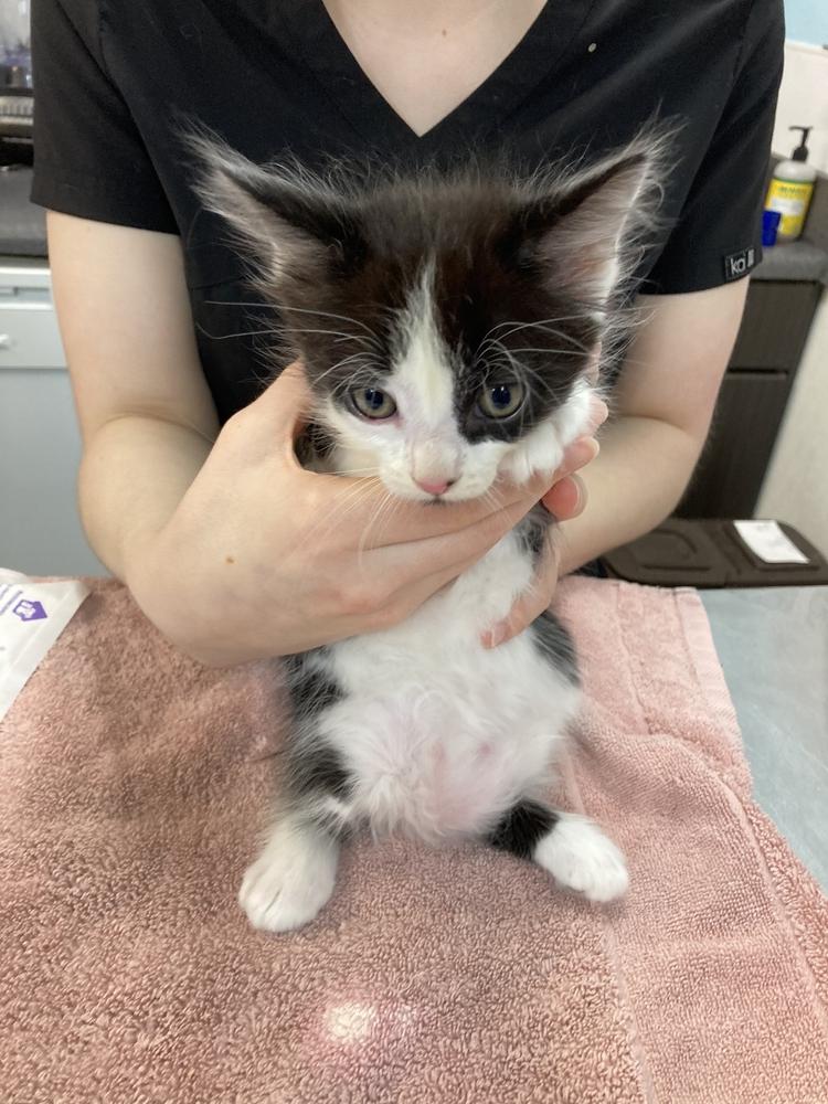 Bandit 3, Adopted, Kitten Male Domestic Long Hair.