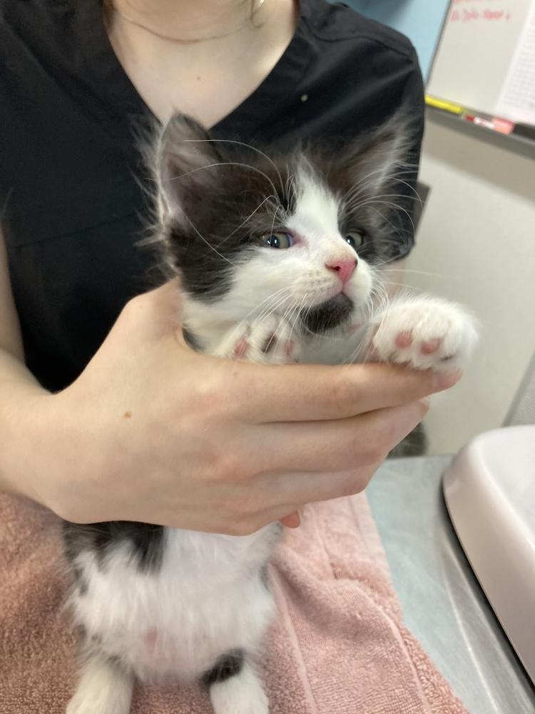 Enlarge Bandit 3, a Adopted Domestic Long Hair in Fort Walton Beach, FL image 2/2