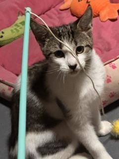 Enlarge Hemingway, a Adoptable Domestic Short Hair in New Woodstock, NY image 1/1