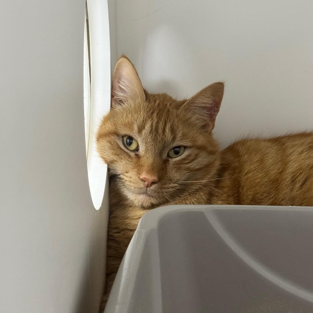 Enlarge Boyd C3, a Adoptable Domestic Short Hair in Union, MO image 1/6