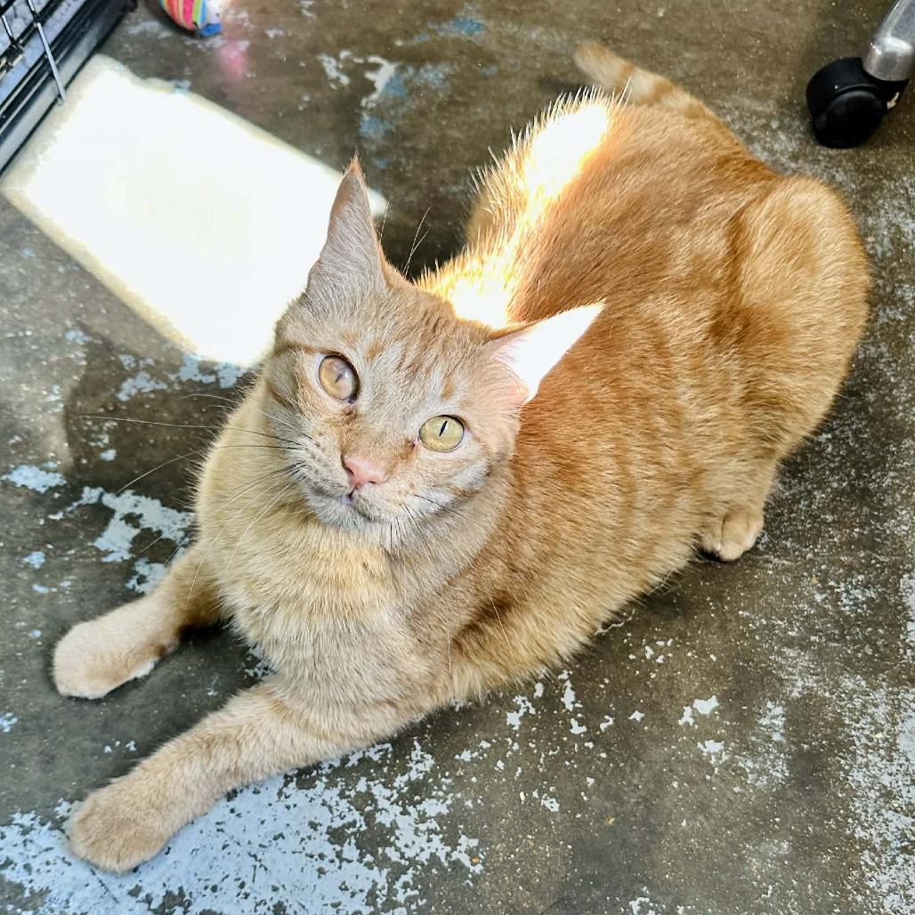 Enlarge Boyd C3, a Adoptable Domestic Short Hair in Union, MO image 2/6