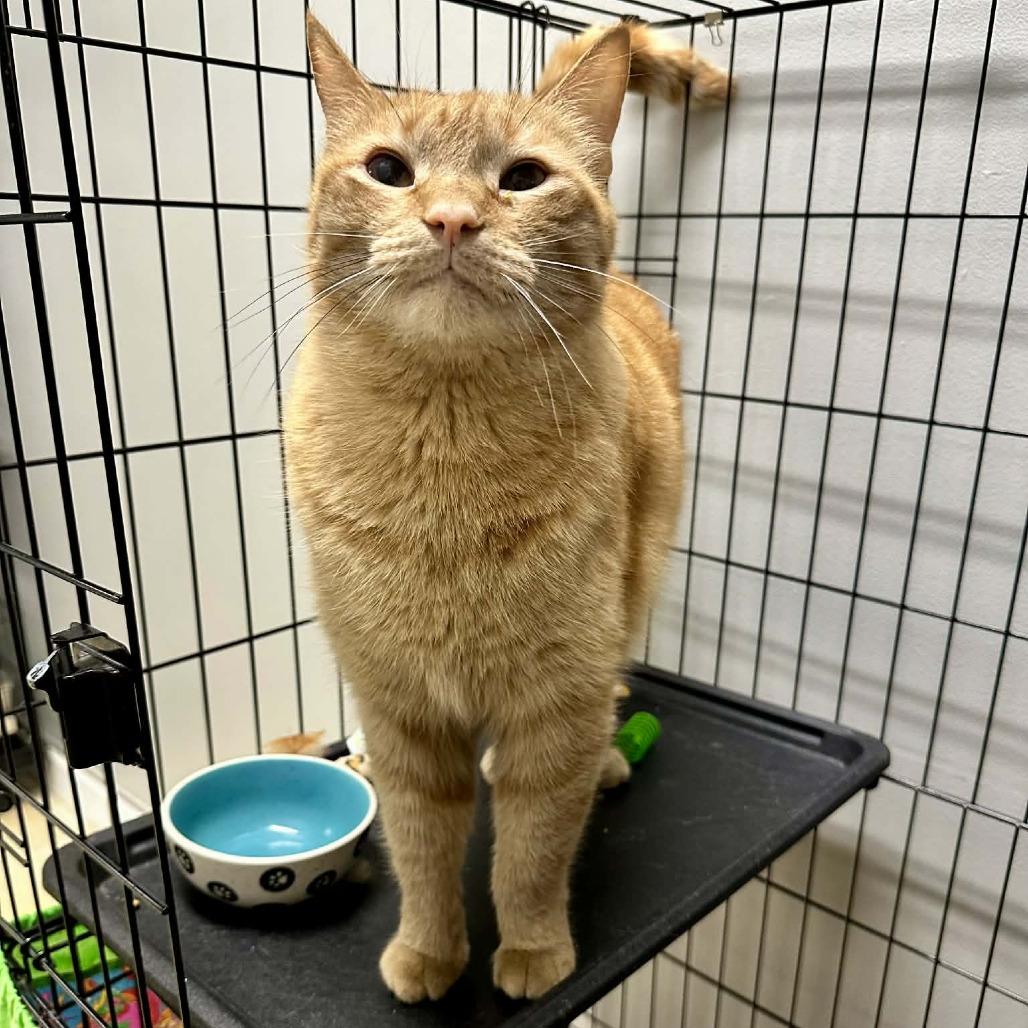 Enlarge Boyd C3, a Adoptable Domestic Short Hair in Union, MO image 3/6