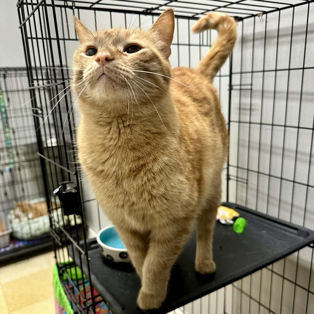 Enlarge Boyd C3, a Adoptable Domestic Short Hair in Union, MO image 4/6