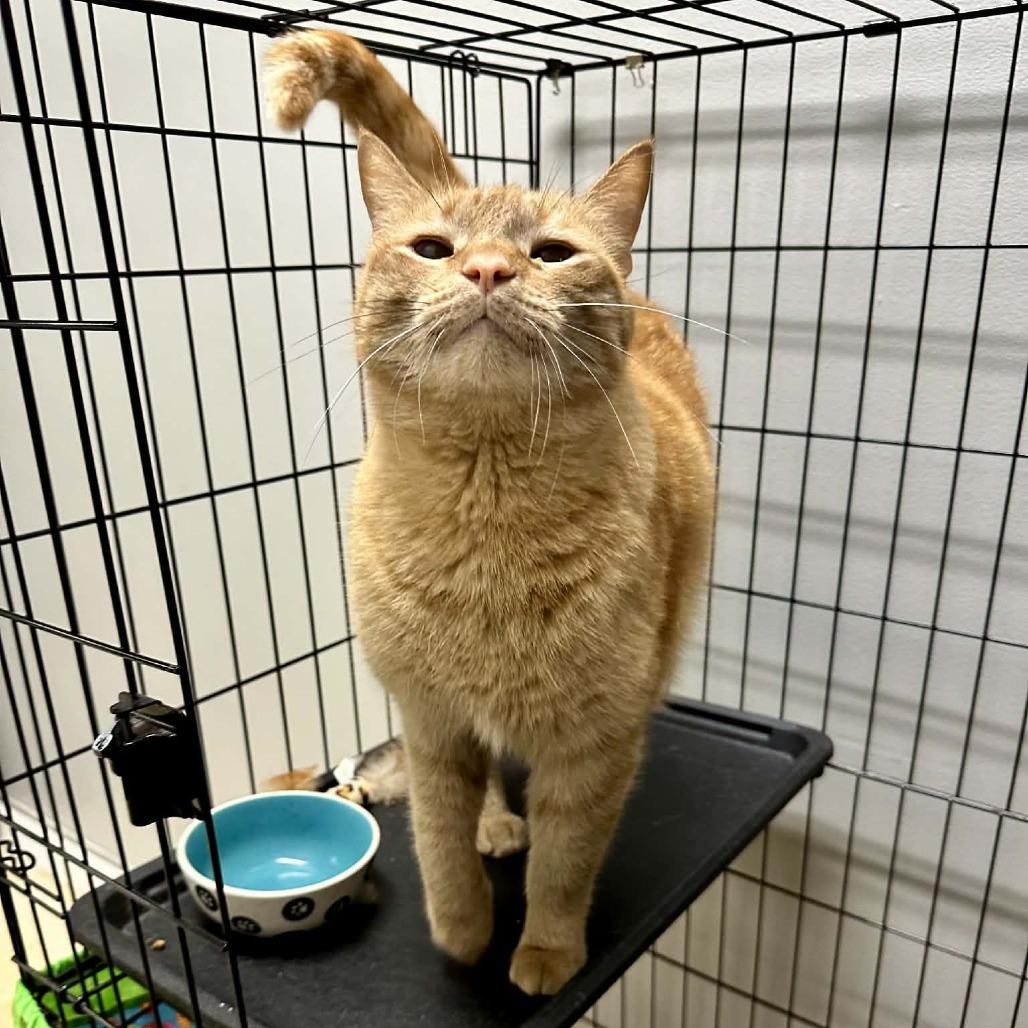 Enlarge Boyd C3, a Adoptable Domestic Short Hair in Union, MO image 5/6