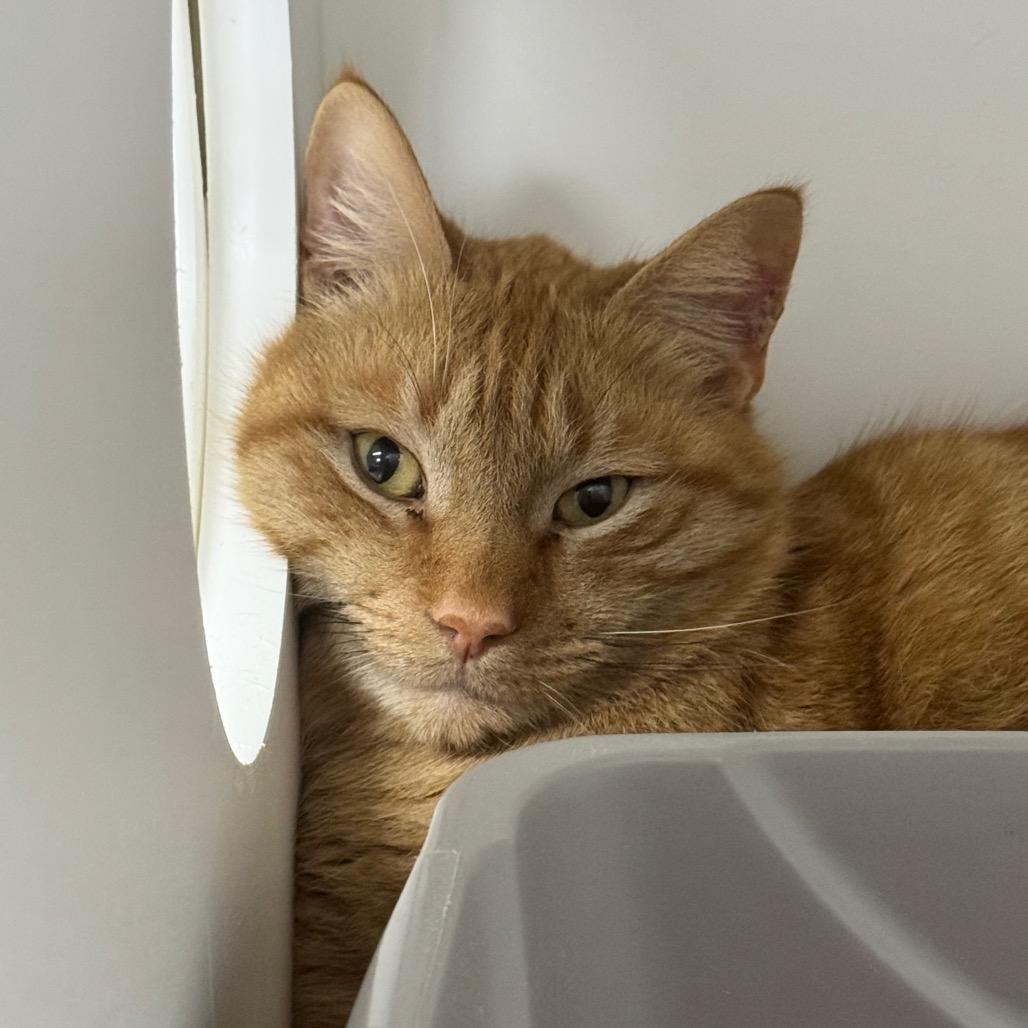 Enlarge Boyd C3, a Adoptable Domestic Short Hair in Union, MO image 6/6