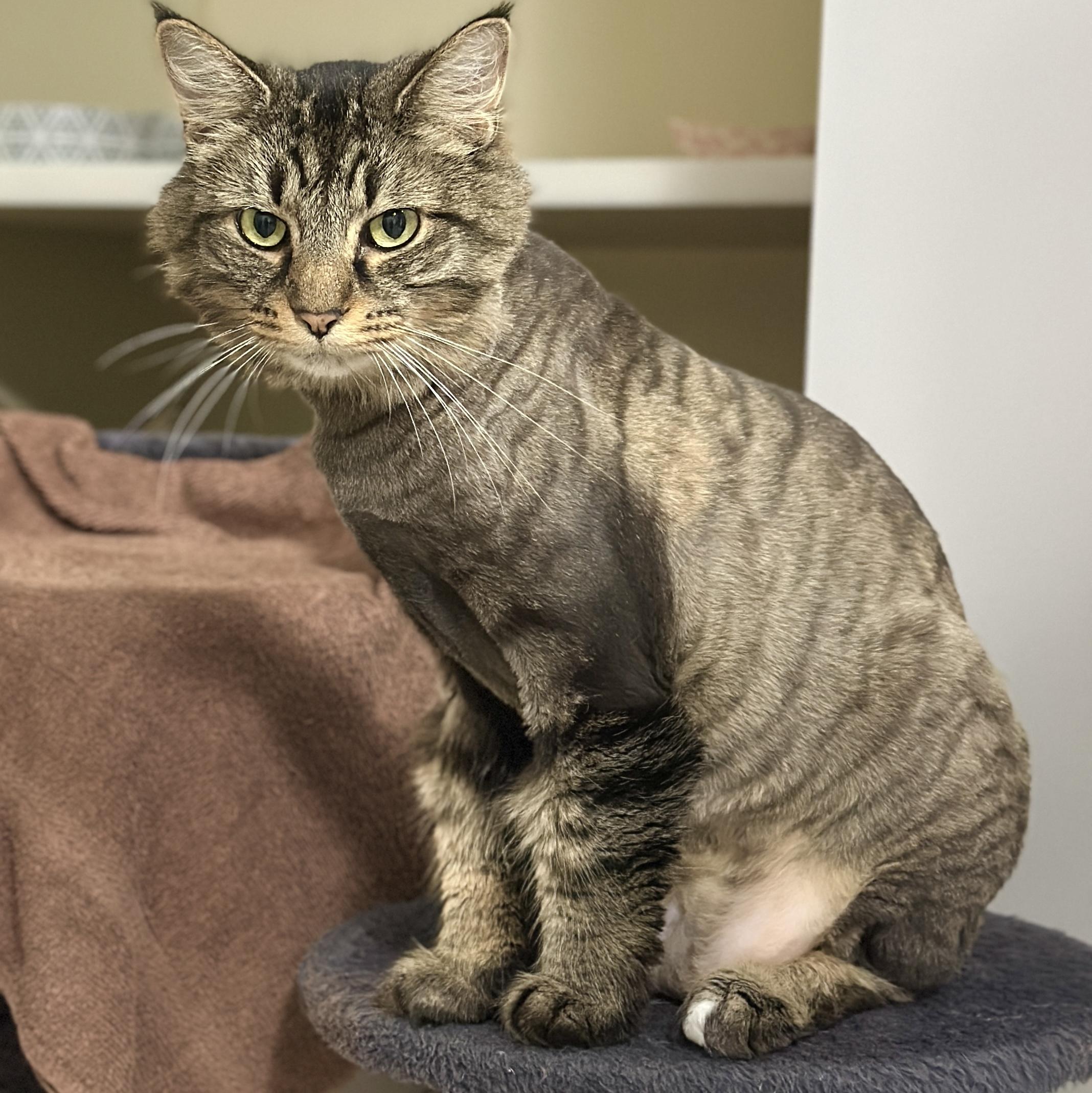 Enlarge Princess, a ADOPTABLE Domestic Long Hair in Victor, NY image 2/6