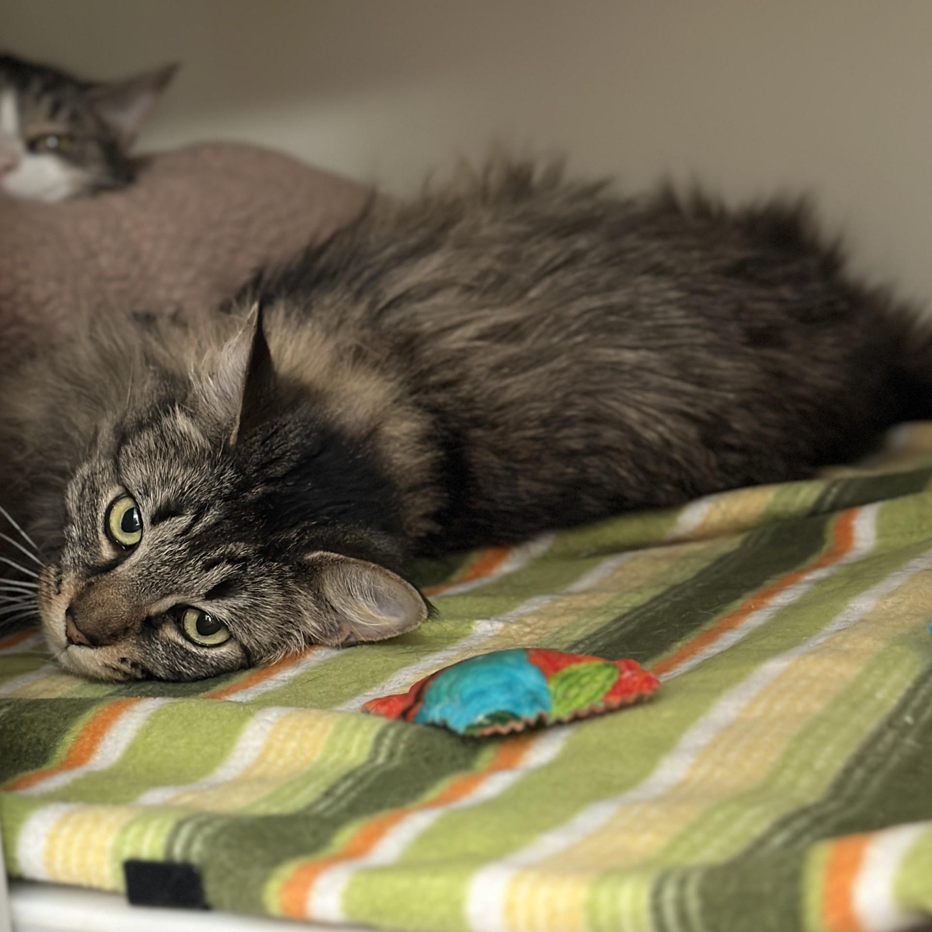 Enlarge Princess, a ADOPTABLE Domestic Long Hair in Victor, NY image 3/6