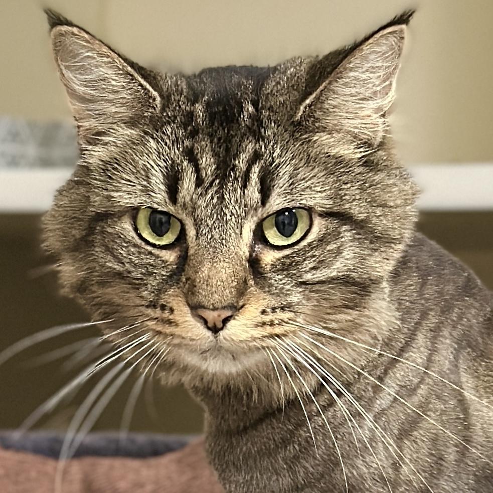 Enlarge Princess, a ADOPTABLE Domestic Long Hair in Victor, NY image 6/6