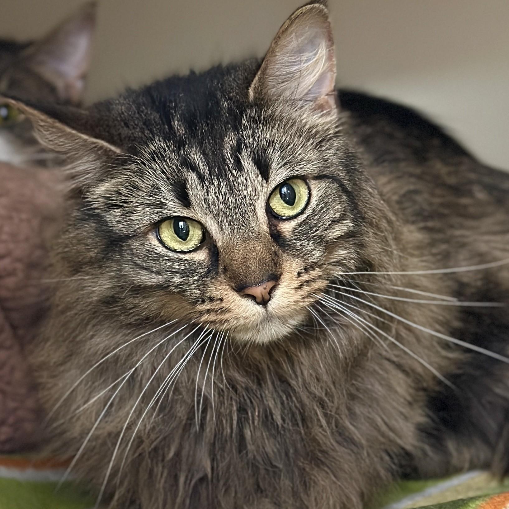 Princess, ADOPTABLE, Adult Female Domestic Long Hair.