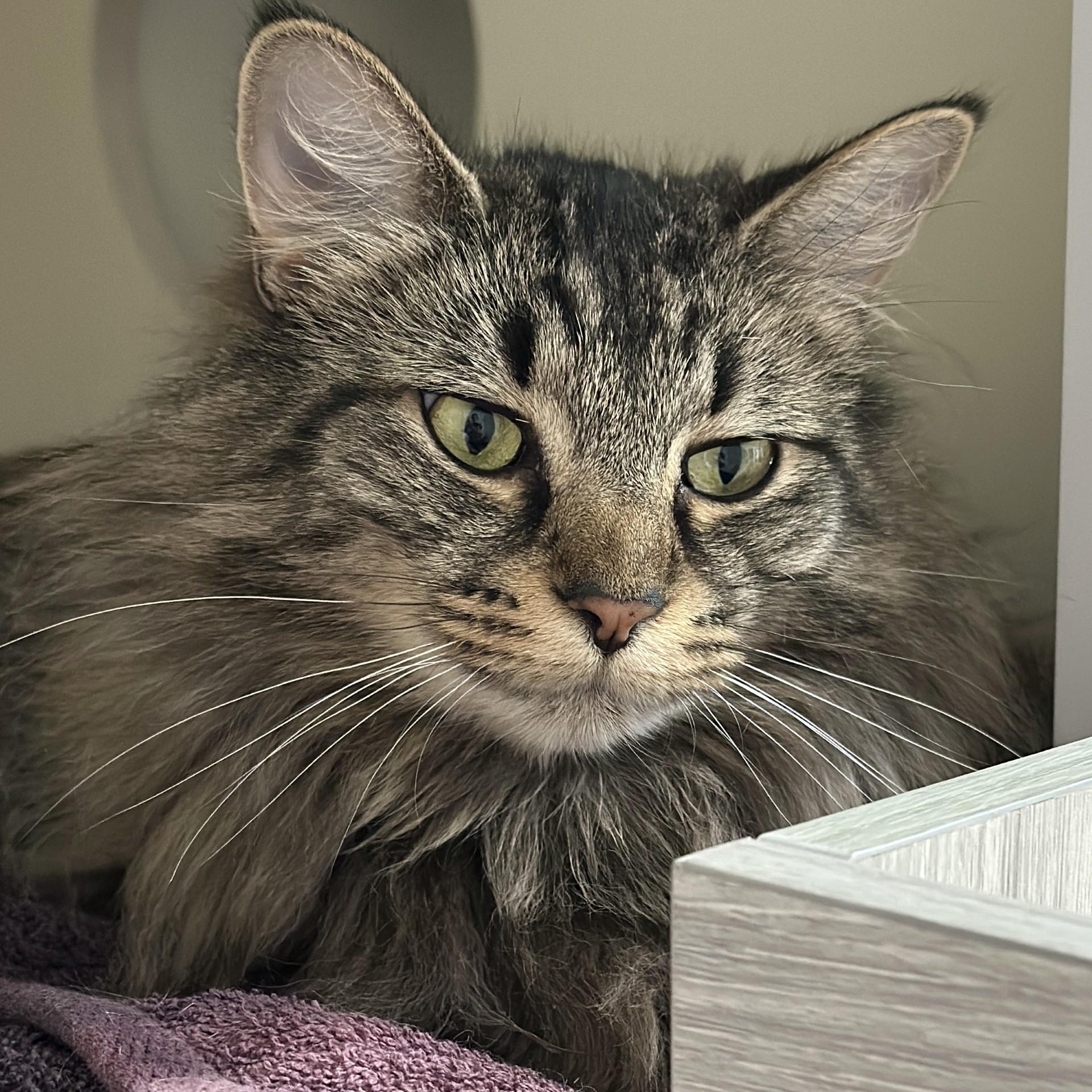 Enlarge Princess, a ADOPTABLE Domestic Long Hair in Victor, NY image 5/6