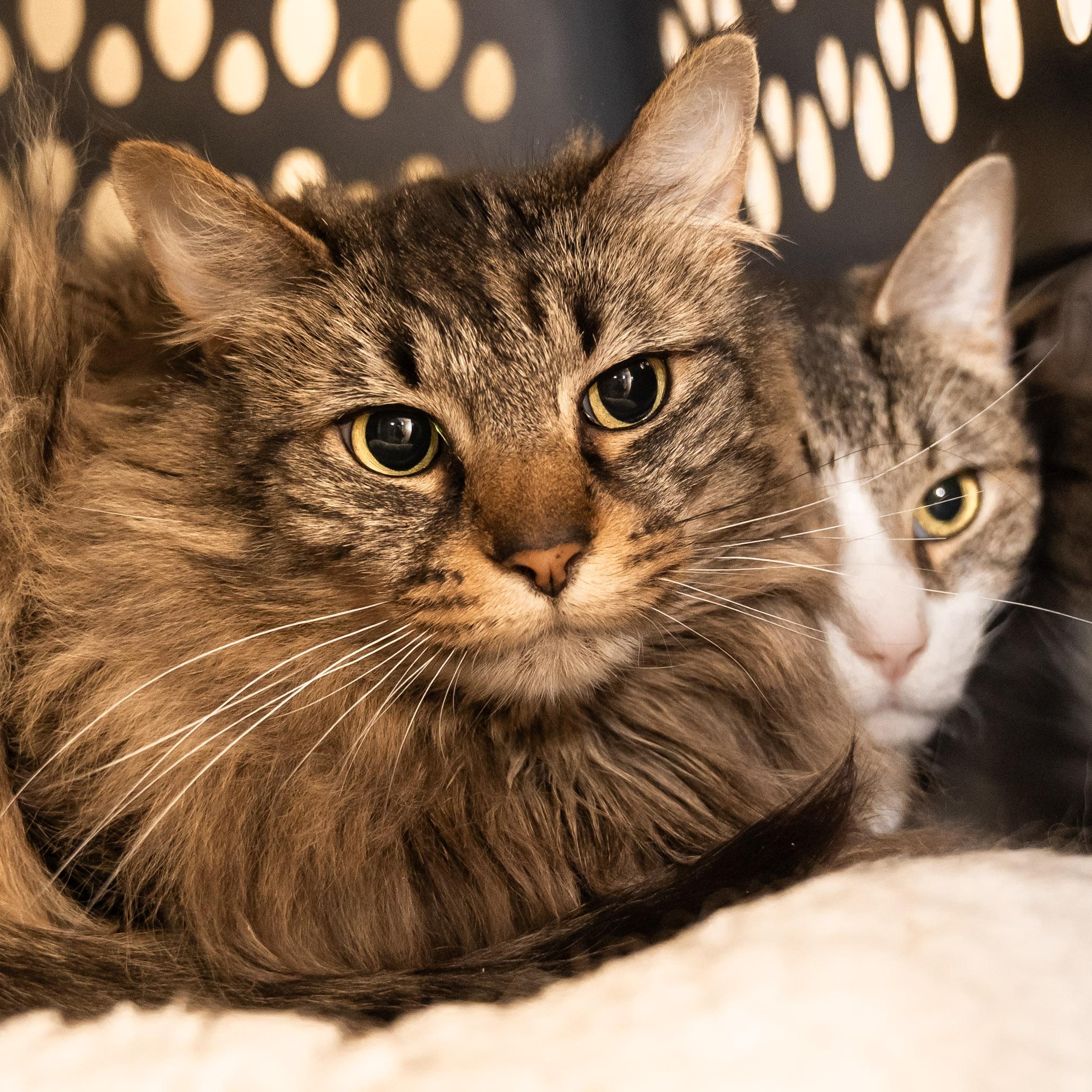 Enlarge Princess, a ADOPTABLE Domestic Long Hair in Victor, NY image 4/6