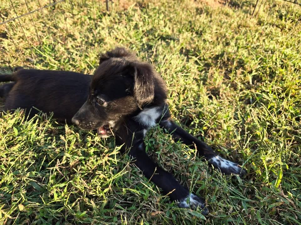 Radar, Adoptable, Puppy Male Labrador Retriever.