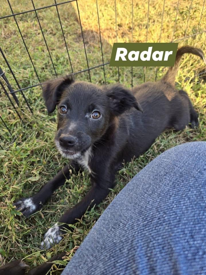 Enlarge Radar, a Adoptable mixed breed in Berlin, NJ image 2/2