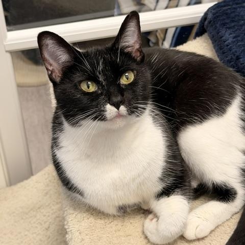 Kit Kat, ADOPTABLE, Adult Female Domestic Short Hair.