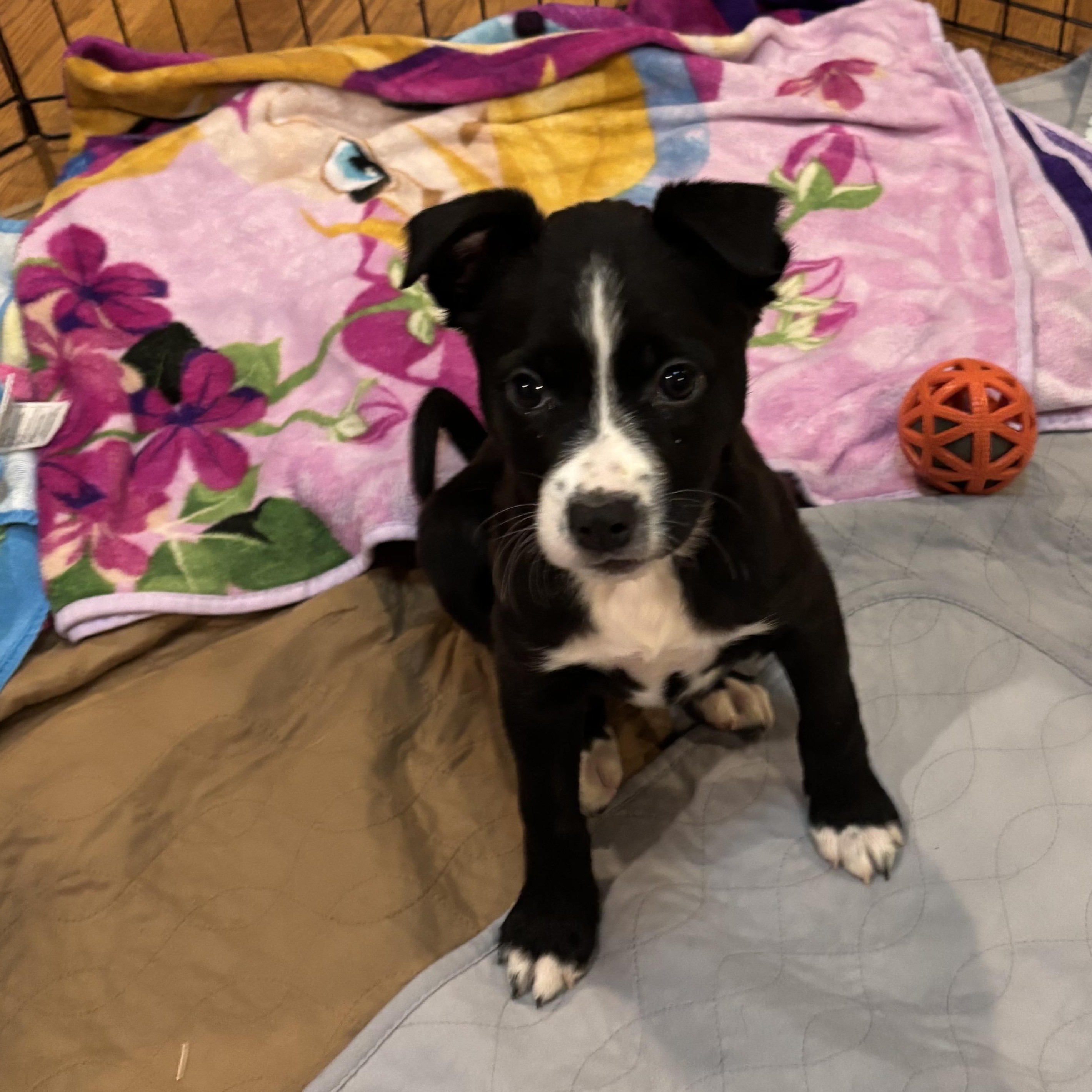 Enlarge Hopps, a Adoptable mixed breed in Richmond, VA image 4/5