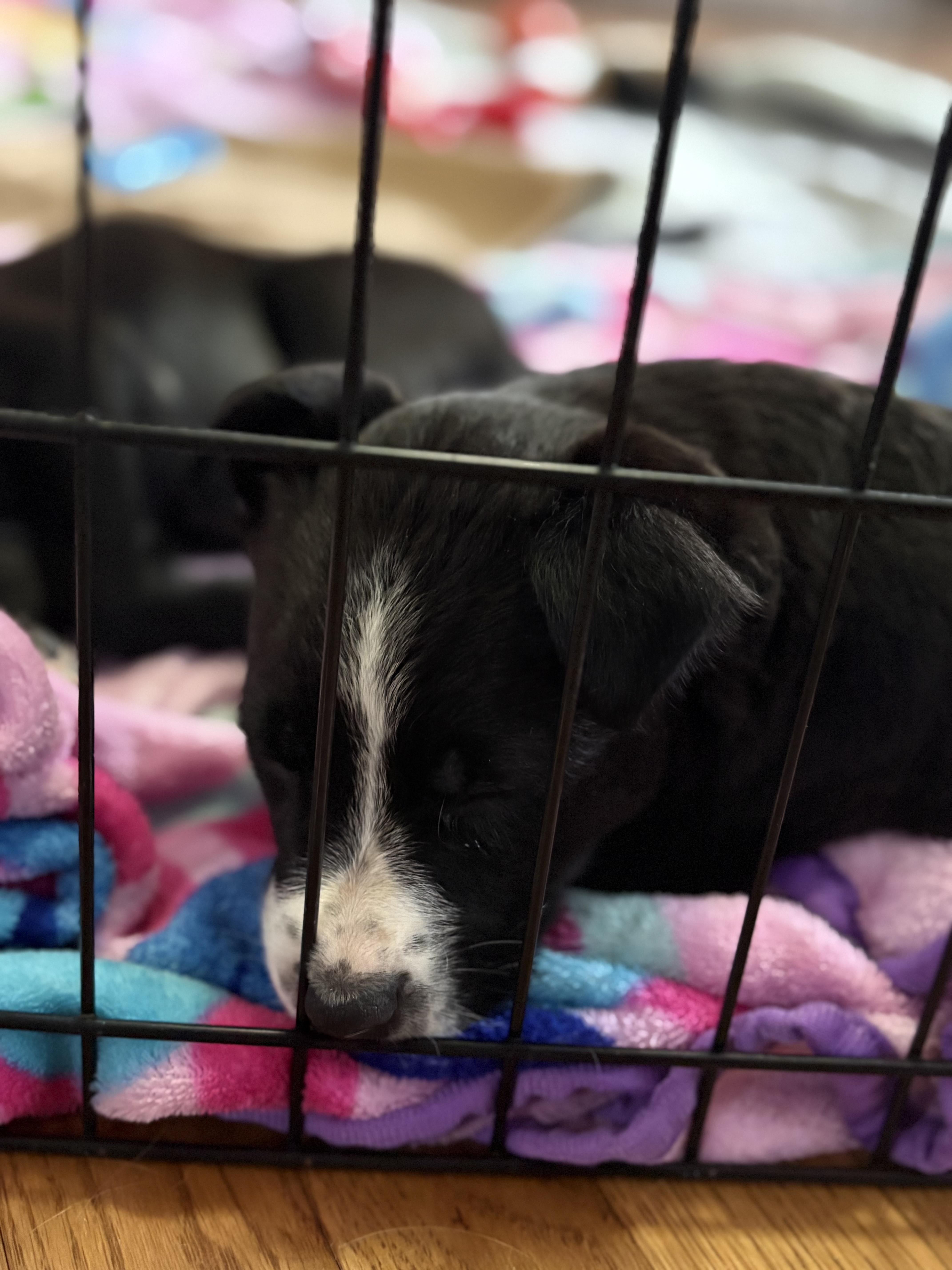 Enlarge Hopps, a Adoptable mixed breed in Richmond, VA image 5/5