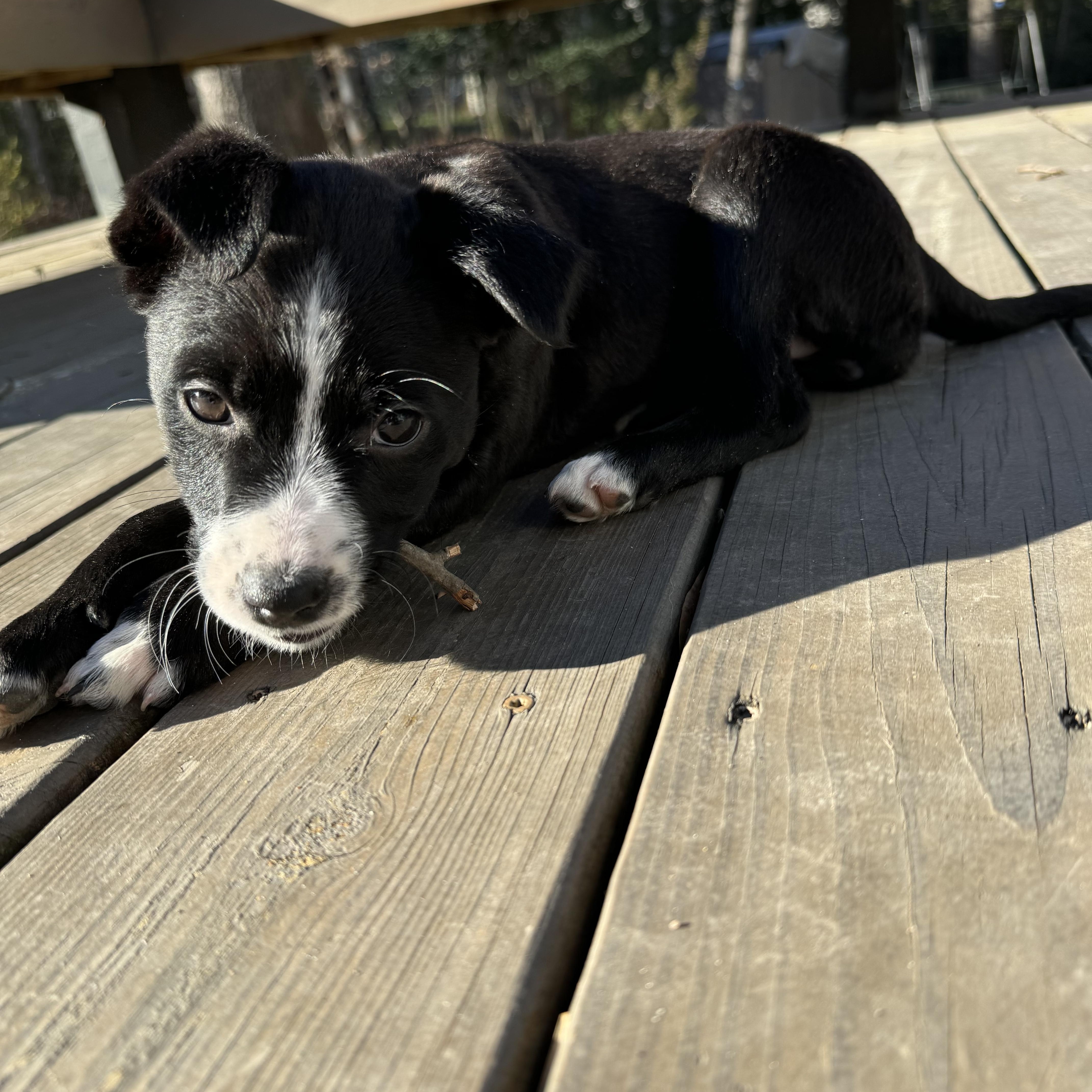 Enlarge Hopps, a Adoptable mixed breed in Richmond, VA image 2/5