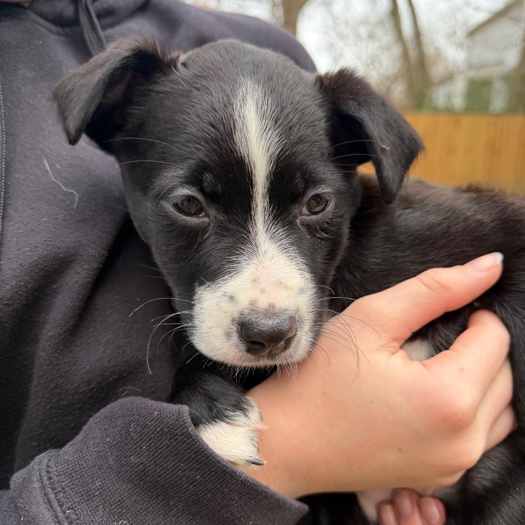 Enlarge Hopps, a Adoptable mixed breed in Richmond, VA image 3/5