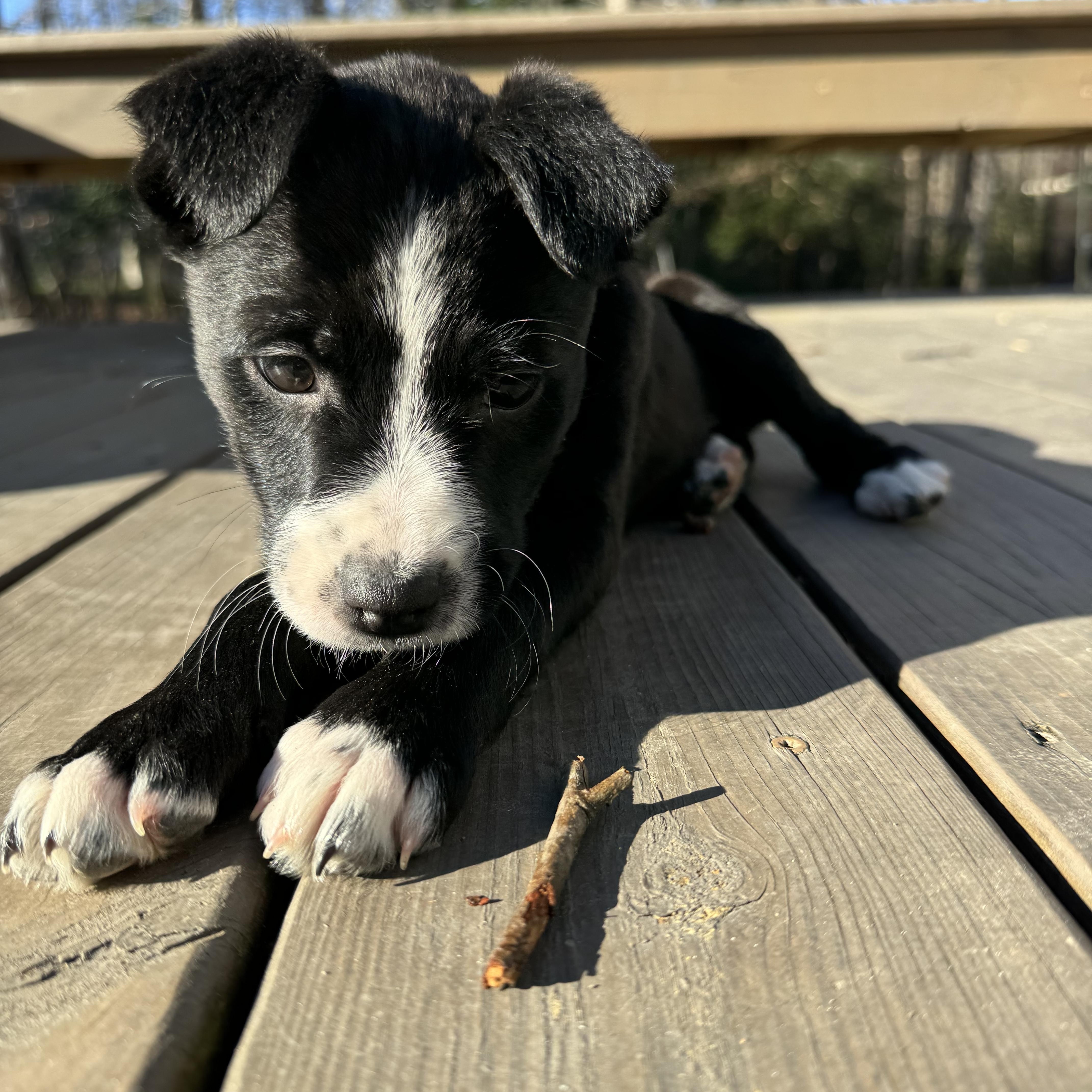 Enlarge Hopps, a Adoptable mixed breed in Richmond, VA image 1/5