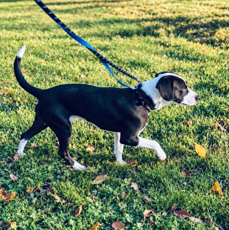 Enlarge STRIKER, a Adoptable mixed breed in Carroll, OH image 2/3