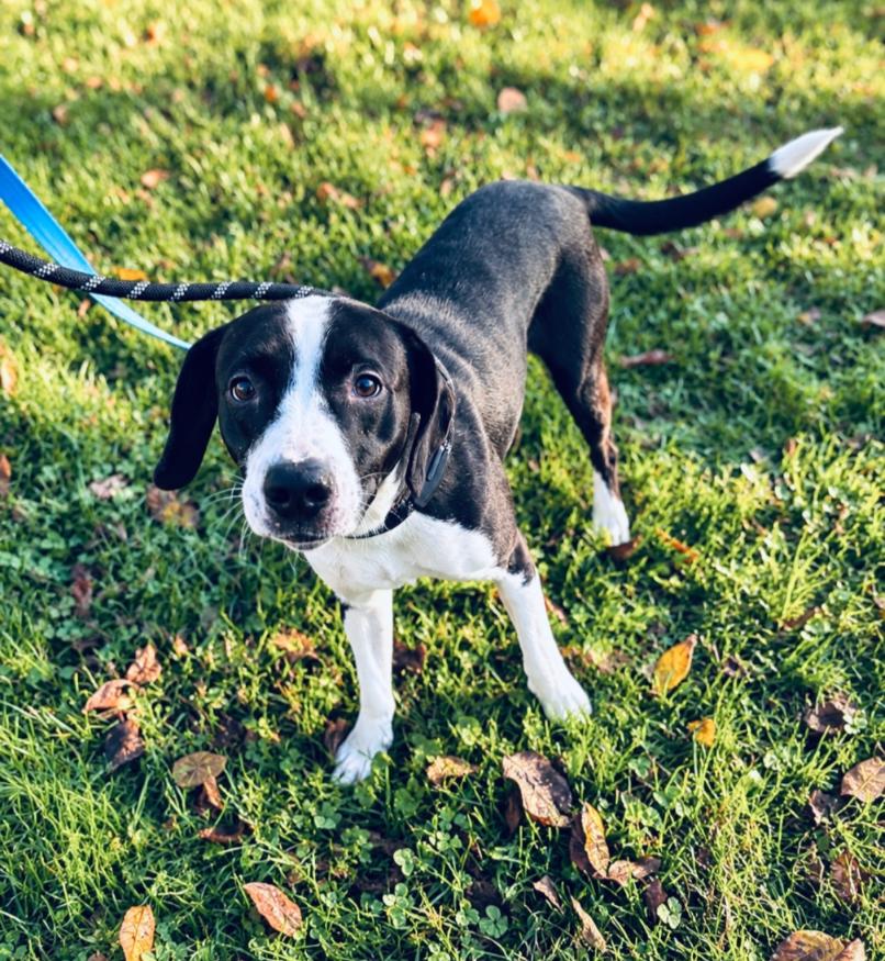 Enlarge STRIKER, a Adoptable mixed breed in Carroll, OH image 3/3
